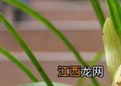 君子兰花怎么养好 兰花怎么养好