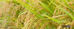水稻叶尖发黄是什么病,怎么防治好 水稻叶尖发黄是什么病，怎么防治