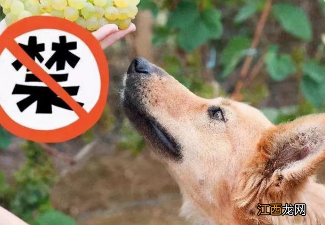 狗狗能吃菠萝吗 泰迪 狗狗能吃菠萝吗