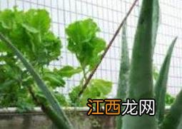 芦荟怎么养殖 秋天芦荟怎么养殖