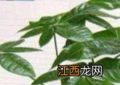 发财树怎么繁殖扦插视频 发财树怎么繁殖