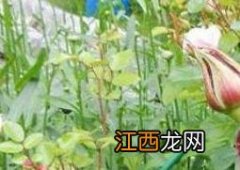 玫瑰和野玫瑰的区别 野玫瑰与玫瑰的区别