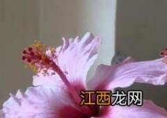 扶桑花怎么养 扶桑花怎么修剪