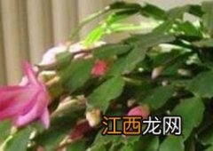 蟹爪兰如何嫁接到火龙果上 蟹爪兰如何嫁接