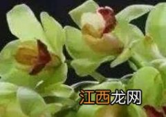 大花蕙兰的养殖方法 大花蕙兰的养殖方法和注意事项 盆栽蝴蝶兰