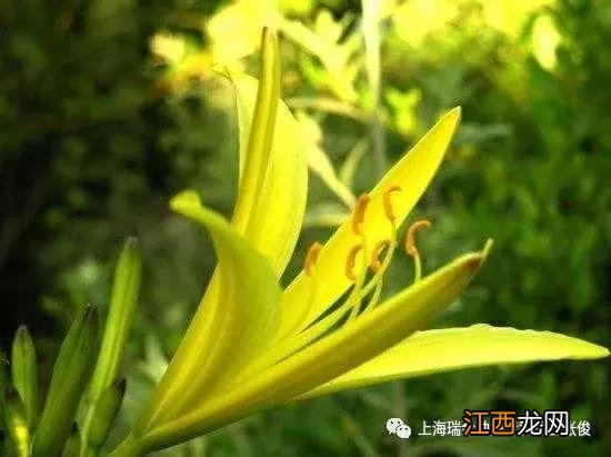 干黄花菜的功效与禁忌图片 干黄花菜的功效与禁忌