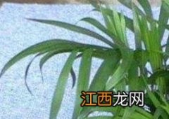 袖珍椰子如何养护 袖珍椰子如何养护和管理