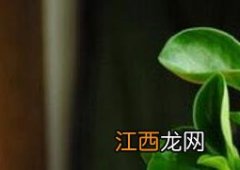 碧玉花怎么养才能更旺盛 碧玉花怎么养