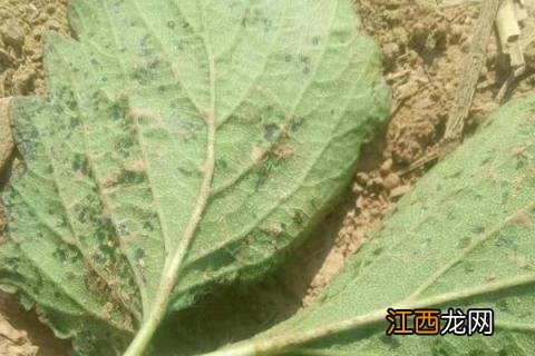 草莓角斑病图片及防治，是什么原因导致的