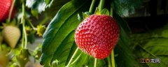 草莓角斑病图片及防治，是什么原因导致的