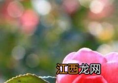 山茶花如何养 山茶花如何养根