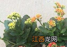 长寿花如何养成老桩 长寿花如何养