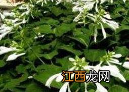 芒种花的功效与作用图片 芒种花的功效与作用