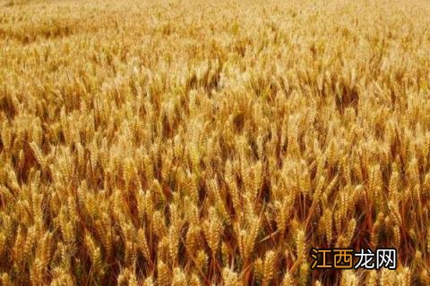 周麦27小麦品种介绍 周麦28小麦品种简介