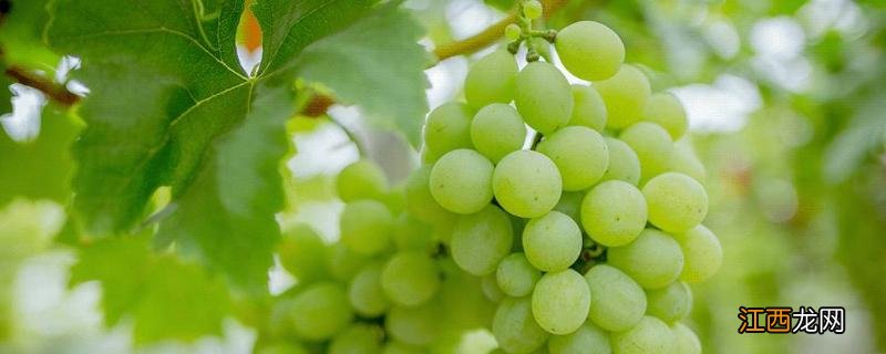 葡萄烂果是什么原因，有什么防治措施