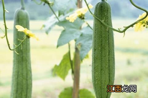 丝瓜不结瓜的原因及措施 为什么丝瓜不结丝瓜