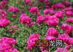 盆栽牡丹花怎么养 盆栽牡丹花怎么养好