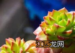 蒂亚多肉怎么养出状态 蒂亚多肉怎么养