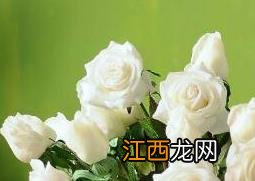 摘下来的花怎么保存 摘下来的花怎样保存