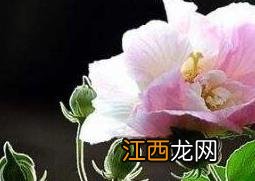 木芙蓉花的养殖方法 木芙蓉花的养殖方法和技术