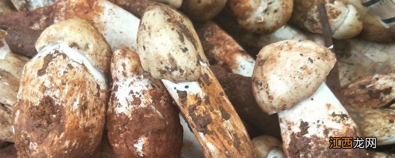 鸡枞菌生长温度和时间 鸡枞菌的生长环境,几月份有