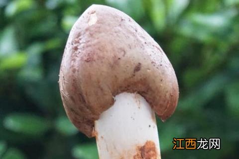 鸡枞菌的种植方法与过程 鸡枞菌的种植方法与过程脸色不好,精神不振