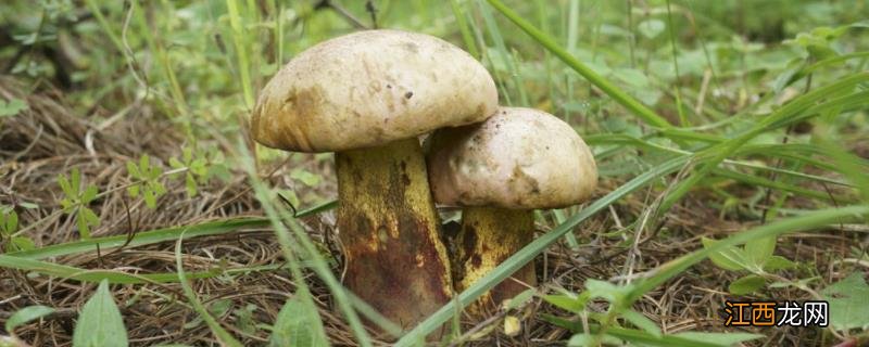 常见的野生菌，如何保存 野生菌如何保鲜