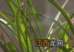 兰花怎么养 兰花如何浇水盆栽 兰花怎么养