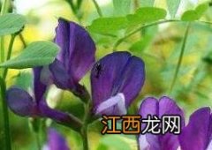 紫花苜蓿图片 紫花苜蓿图片百度网盘