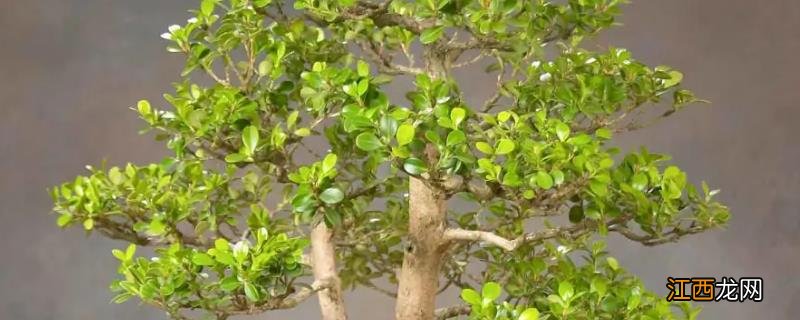 黄杨树病虫害打什么农药，什么时间段打合适