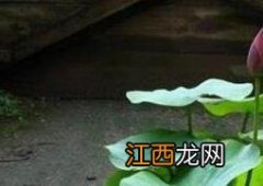 碗莲发芽后怎么养 碗莲发芽后怎么养殖