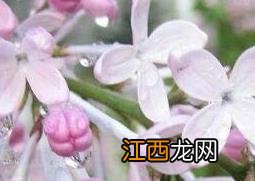 丁香花如何种植 丁香花如何种植在院子里