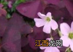 紫叶酢浆草的功效与作用图片 紫叶酢浆草的功效与作用