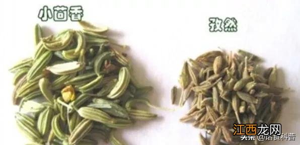 茴香和孜然一样吗能吃吗 茴香和孜然一样吗