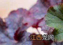 矾根怎么养殖 矾根如何种植