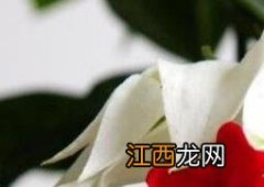 龙吐珠花怎么养殖的 龙吐珠花怎么养殖