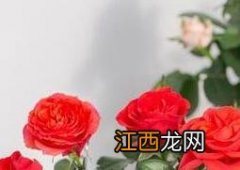 盆栽玫瑰花如何养殖 玫瑰花怎么养