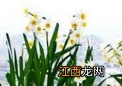 水仙花如何养殖 水仙花怎么养殖