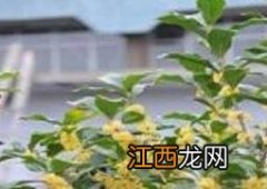 桂花如何室内养殖 桂花室内养殖方法