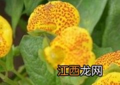 元宝花怎么养殖 元宝花如何养殖