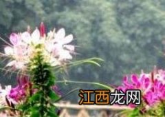 醉蝶花的养殖方法和养殖技巧 醉蝶花的养殖方法和养殖技巧图片