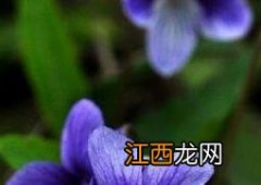 紫花照波的养殖方法和注意事项 紫露花的养殖方法和注意事项