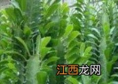 巴西龙骨有什么作用 巴西龙骨的功效与作用及药用价值