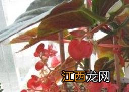竹节海棠花的养殖方法和注意事项有哪些
