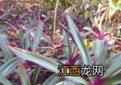 紫叶元宝花的养殖方法和注意事项 紫背元宝花的养殖方法和注意事项