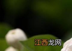 重瓣茉莉花的养殖方法 重瓣茉莉花的养殖方法和注意事项