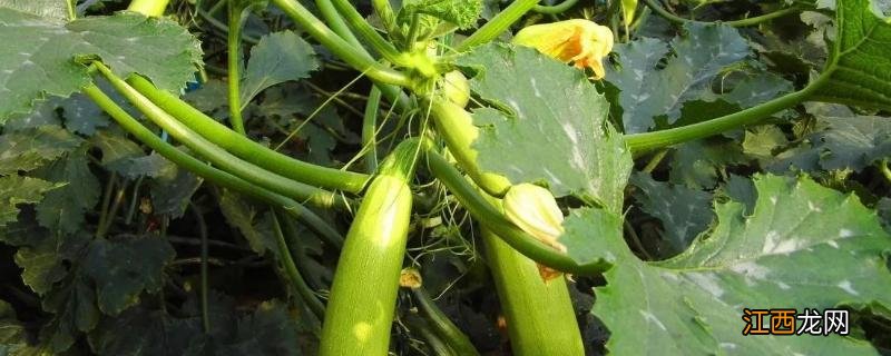 西葫芦怎样管理才能高产,西葫芦是角瓜吗