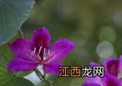 紫荆花的养殖方法和病虫害防治方法 紫荆花的养殖方法和病虫害防治