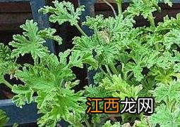 驱蚊草有用吗 驱蚊草有用吗百度百科