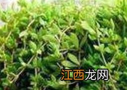 垂盆草怎么养才能长得更好 垂盆草怎么养